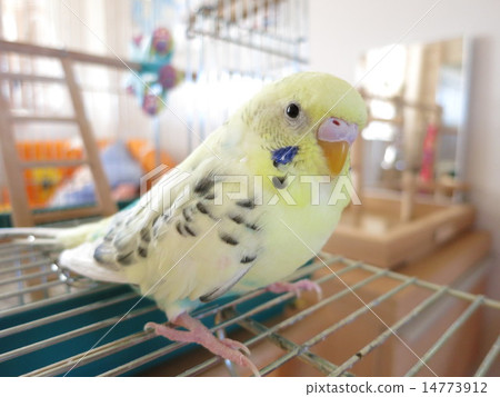 Sekisei Inko Hulquin 14773912