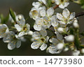  Plum flowers 14773980