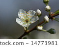  Plum flowers 14773981