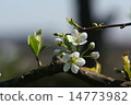  Plum flowers 14773982