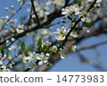 Plum flowers 14773983