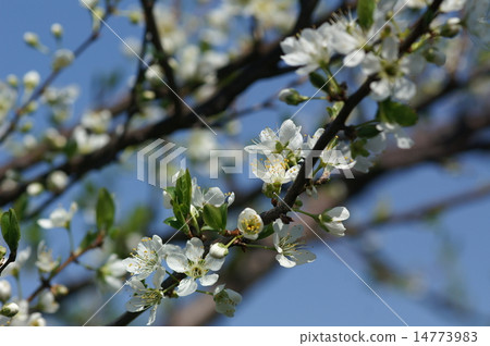 Plum flowers Plum flowers 14773983