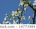  Plum flowers 14773984