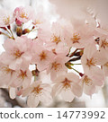 Cherry blossoms (up) 14773992