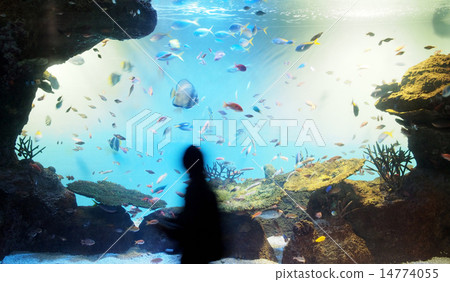 Aquarium 14774055
