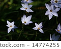 Hana flower flower 14774255