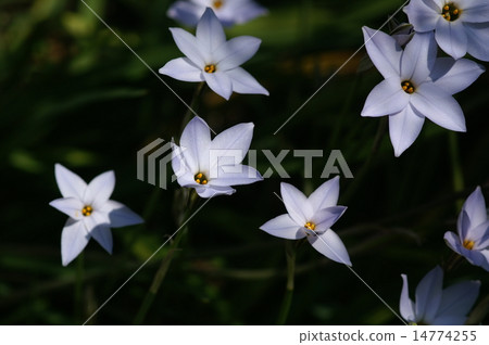 Hana flower flower Hana flower flower 14774255