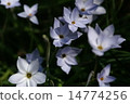 Hana flower flower 14774256