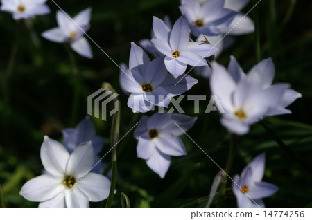 哈納花花 14774256