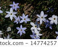 Hana flower flower 14774257