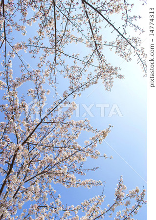 Blue sky and cherry blossoms Blue sky and cherry blossoms 14774313