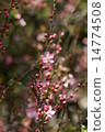 Flower of garden plum 14774508