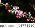Flower of garden plum 14774510