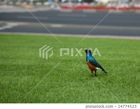 superb starling superb starling 14774523