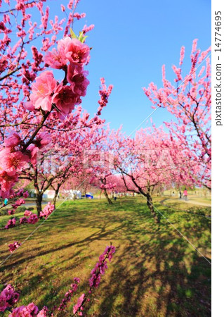 Peach Festival of Furukawa Comprehensive Park 14774695