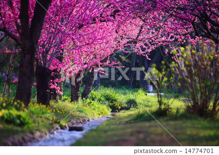 Peach Festival of Furukawa Comprehensive Park 14774701