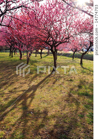 古河綜合公園桃花節 14774703