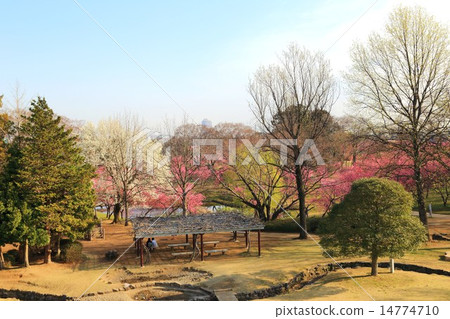 古河綜合公園桃花節 14774710