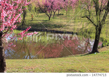 Peach Festival of Furukawa Comprehensive Park 14774713