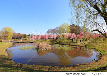 Peach Festival of Furukawa Comprehensive Park 14774718