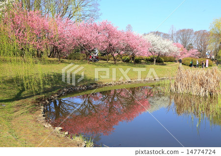 古河綜合公園桃花節 14774724