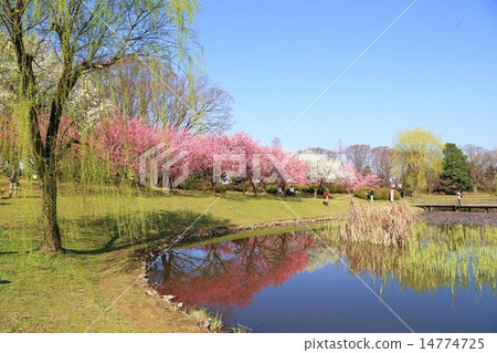 Peach Festival of Furukawa Comprehensive Park 14774725