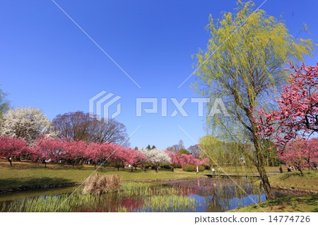 古河綜合公園桃花節 14774726