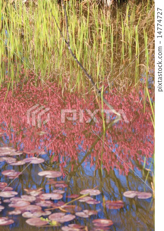 古河綜合公園桃花節 14774727