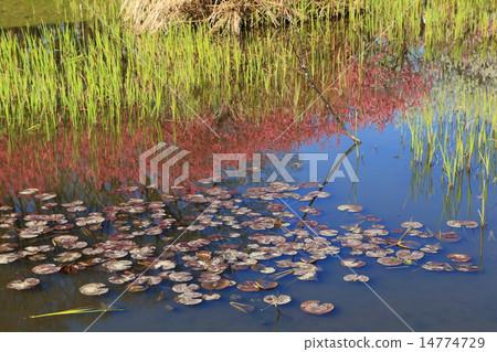 古河綜合公園桃花節 古河綜合公園桃花節 14774729