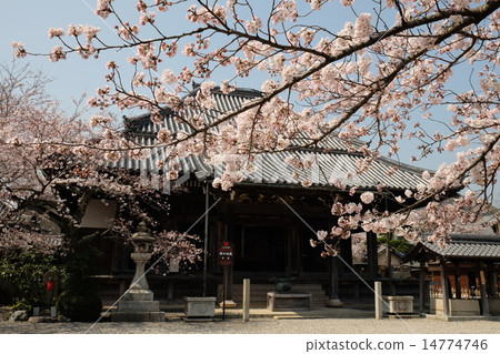 東海道五十三Sekijuku的春天 14774746