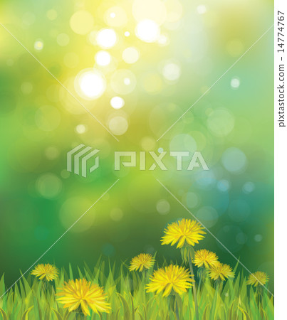 Vector spring background with yellow dandelions. 14774767