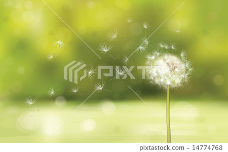 Vector of spring background with white dandelion. 14774768
