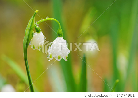 Snowdrop waterdrop 14774991