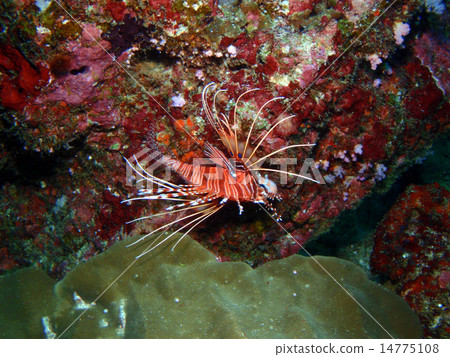 Hanturkey魚 14775108