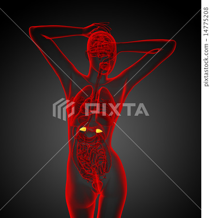 3d render  illustration of the adrenal glands 14775208