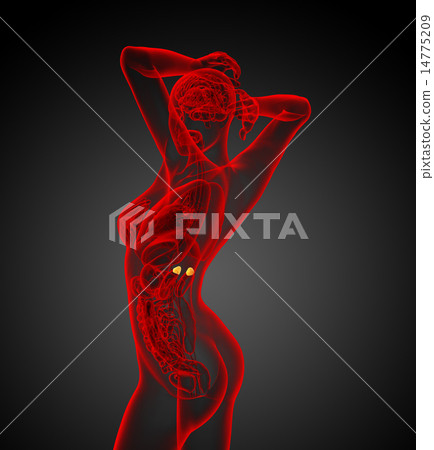 3d render illustration of the human adrenal glands 14775209