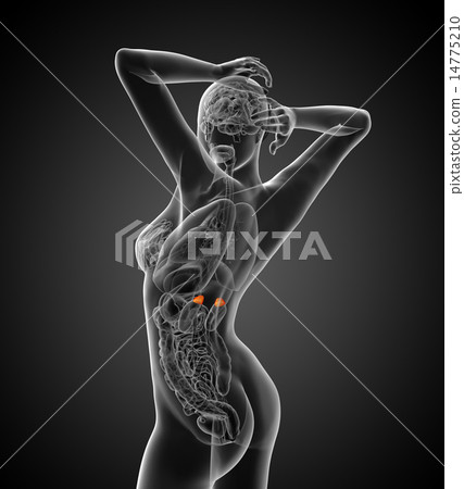 3d render medical illustration of the adrenal 14775210