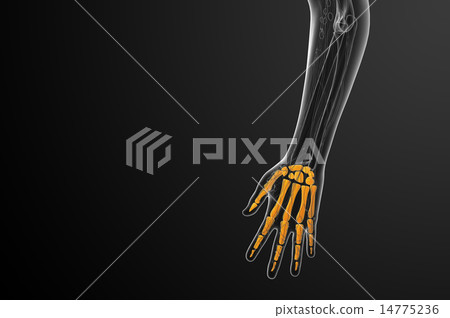 3d render illustration of the skeleton hand 3d render illustration of the skeleton hand 14775236