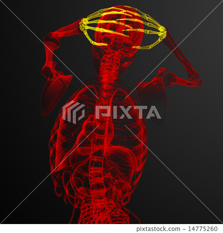 3d render illustration of the skeleton hand 3d render illustration of the skeleton hand 14775260