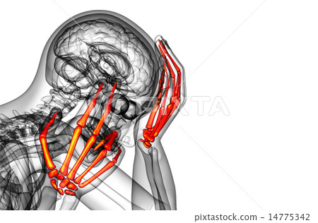 3d render illustration of the skeleton hand-插圖素材 [14775342] - PIXTA圖庫