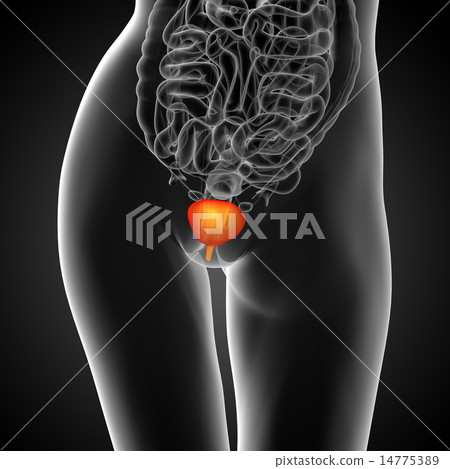 3d render medical illustration of the bladder 14775389