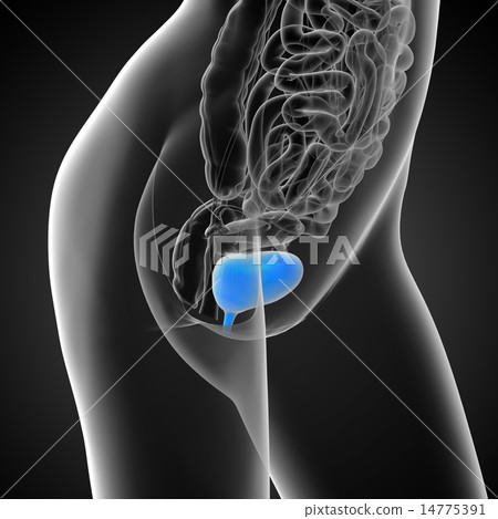 3d render medical illustration of the bladder 3d render medical illustration of the bladder 14775391
