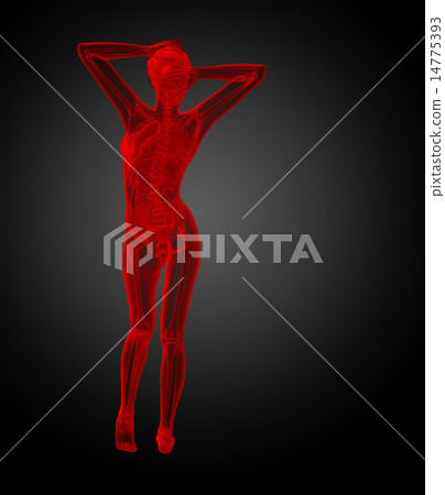 3d render illustration of the human anatomy 3d render illustration of the human anatomy 14775393