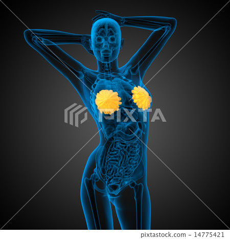 3d render medical illustration of the human breast 14775421