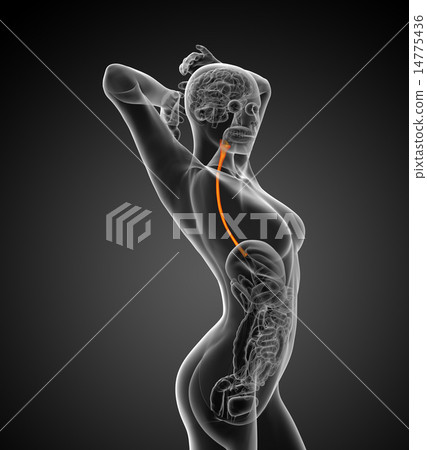 3d rendered illustration of the esophagus 14775436