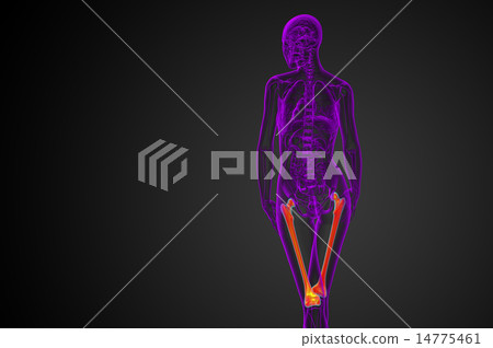 3d render medical illustration of the femur bone 3d render medical illustration of the femur bone 14775461