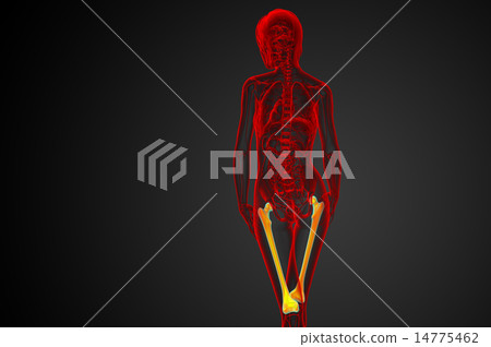 3d render medical illustration of the femur bone 3d render medical illustration of the femur bone 14775462