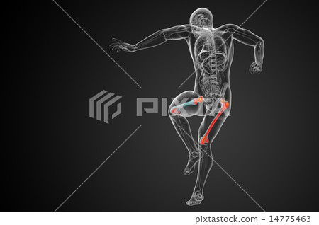 3d render medical illustration of the femur bone 3d render medical illustration of the femur bone 14775463