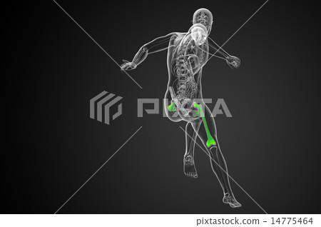 3d render medical illustration of the femur bone 3d render medical illustration of the femur bone 14775464