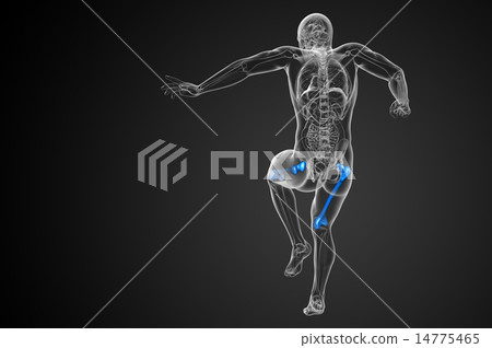 3d render medical illustration of the femur bone 14775465